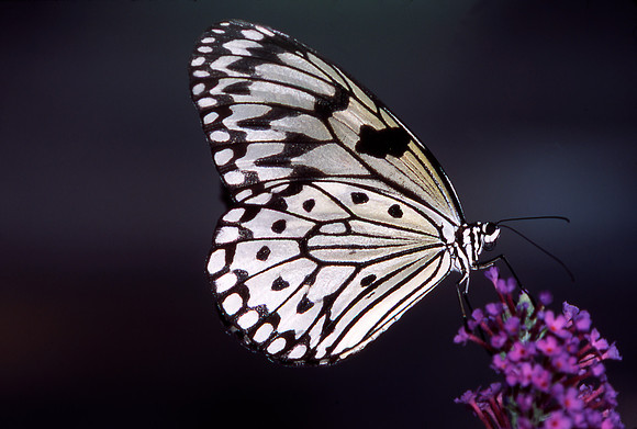 Rice Paper Butterfly on flower