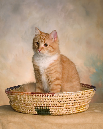 Chopper the cat