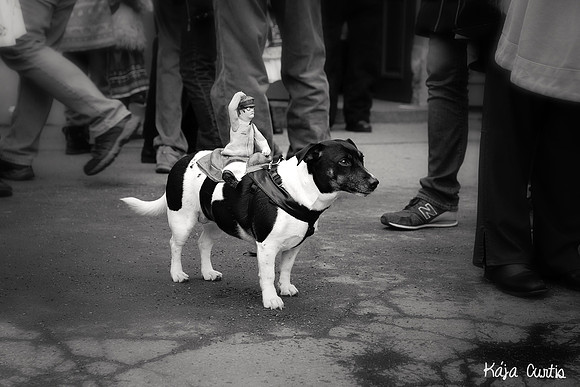 Dog carrying good soldier svejk