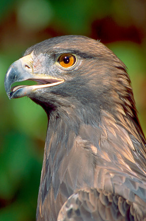 Golden Eagle 002