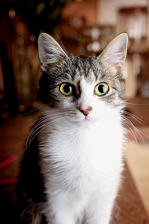 Jasmine