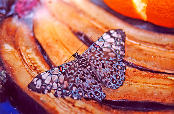 Gray Cracker Butterfly (Hamadryas Februa)