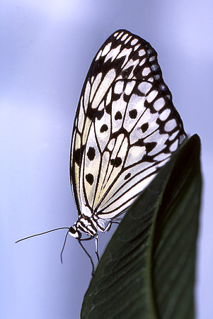 Rice Paper Butterfly on Green Leaf