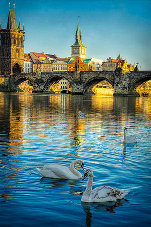 Swans and Charles Bridge