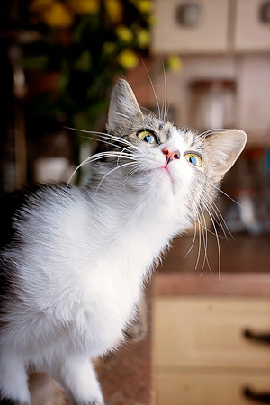 Jasmine