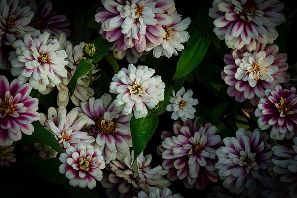 Botanical Gardens