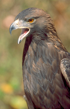 Golden Eagle 003