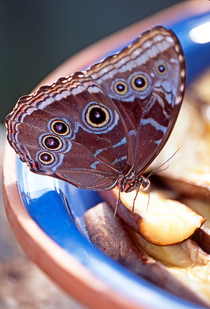 Common Morpho Butterfly