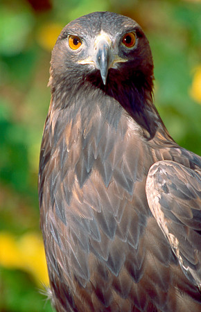 Golden Eagle 004