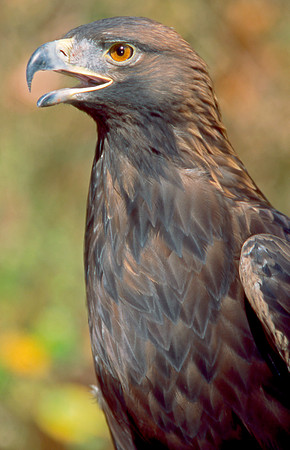 Golden Eagle 001